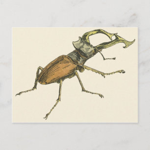Stag Beetle Postkarte
