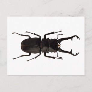 Stag Beetle Postkarte