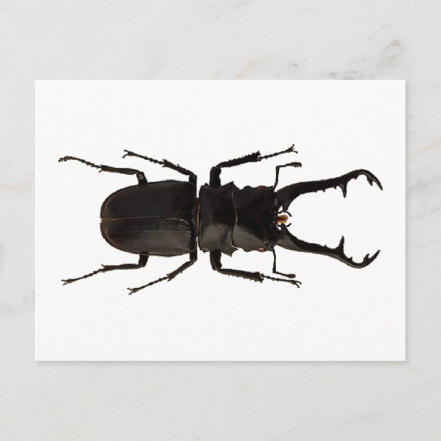 Stag Beetle Postkarte (Vorderseite)