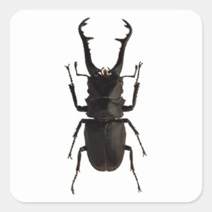 Stag Beetle Quadratischer Aufkleber