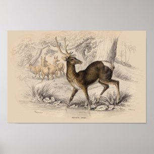 STAG (NEPAUL) DRUCKEN POSTER