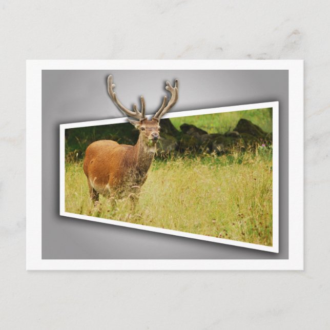 Stag Postkarte (Vorderseite)
