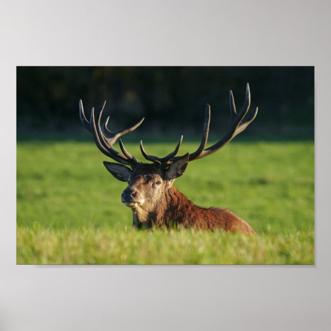 Stag-Ruhen im Grünen Poster (Vorne)