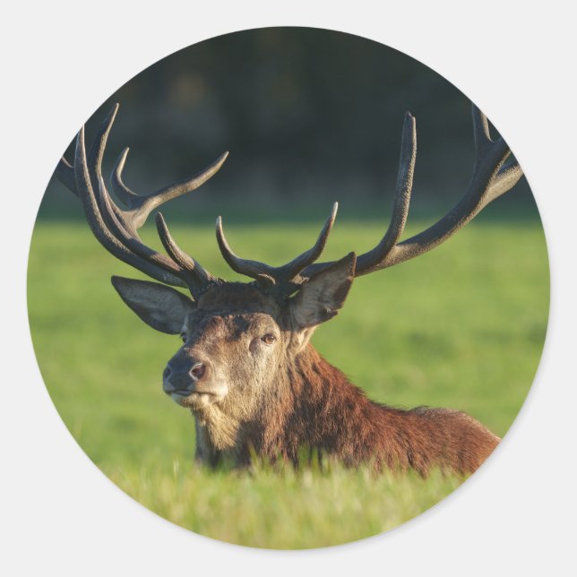 Stag-Ruhen im Grünen Runder Aufkleber (Vorderseite)