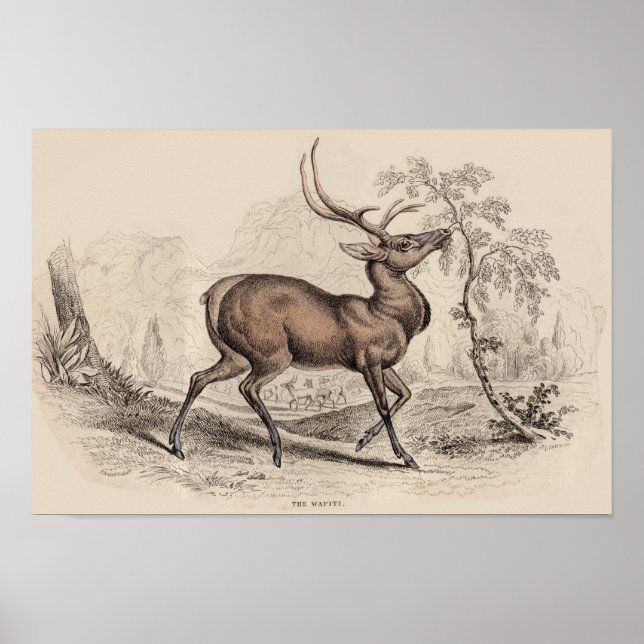 STAG (WAPITI) DRUCKEN POSTER (Vorne)