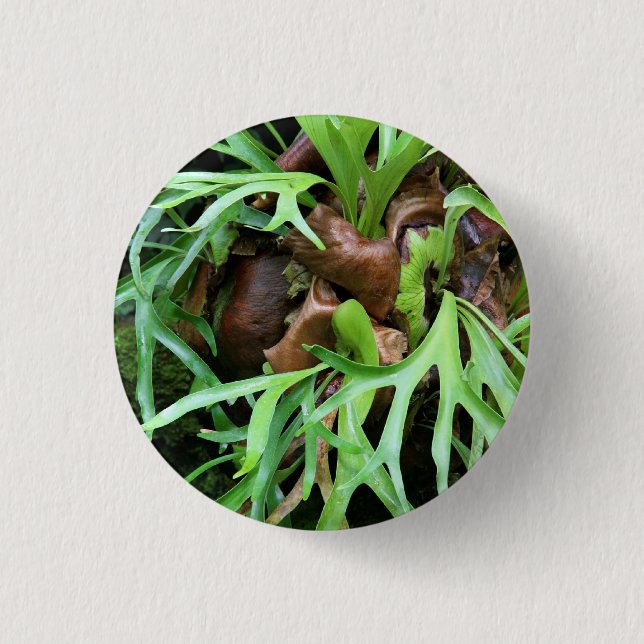 Staghorn Farn-Knopf Button (Vorderseite)