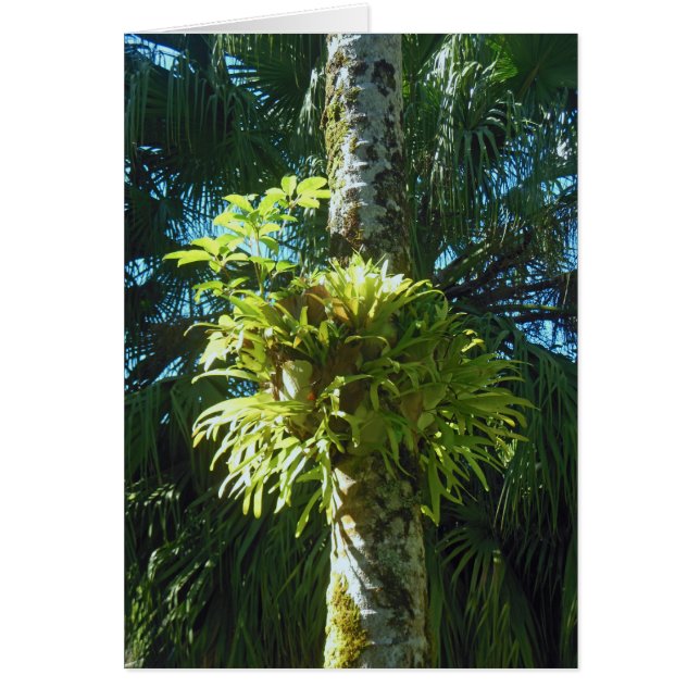 Staghorn Fern (Vorne)