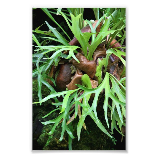 Staghorn Fern Foto Print (Vorne)