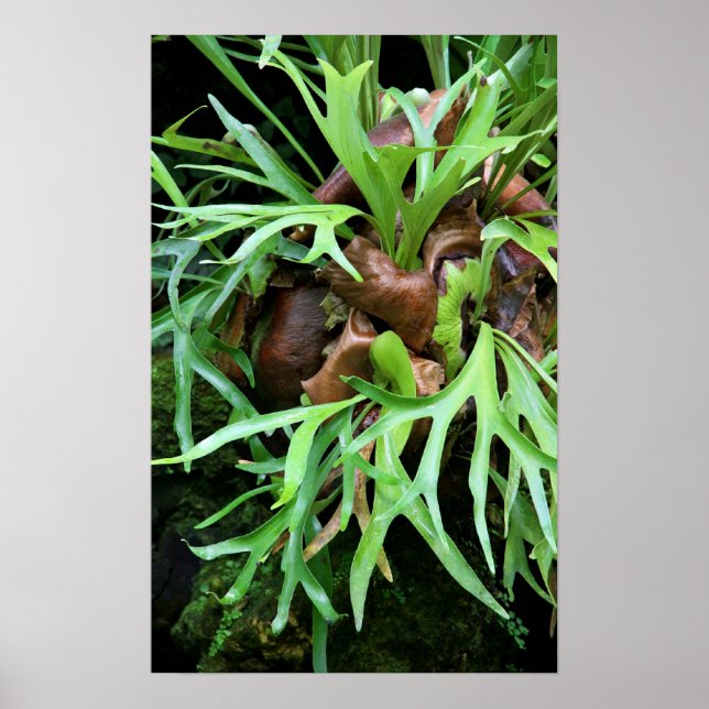 Staghorn Fern Poster (Vorne)