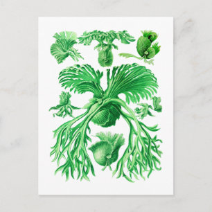 Staghorn Fern Postkarte