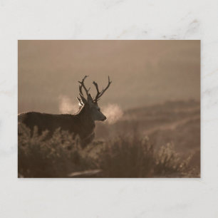 Stags Post Card Postkarte