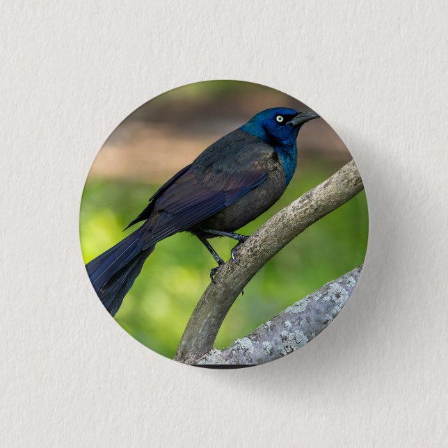 Stahlfedern. Grackel Button (Vorderseite)