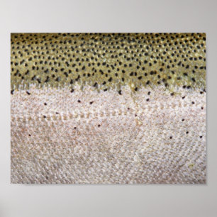 Stahlkopfforelle-Plakat Poster