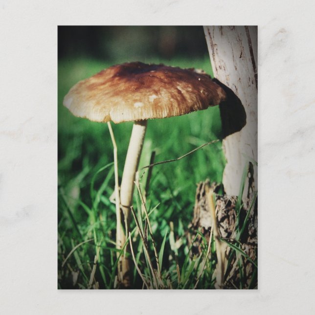 Stalk Postkarte (Vorderseite)