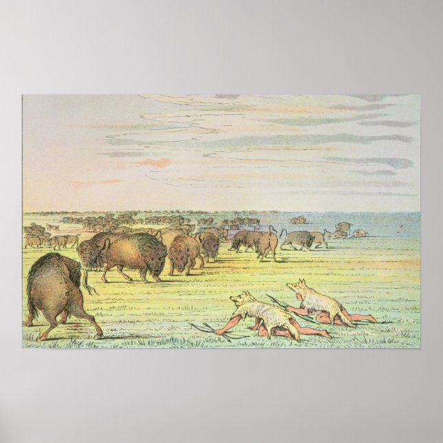 Stalking-Büffel Poster (Vorne)