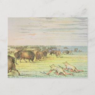 Stalking-Büffel Postkarte