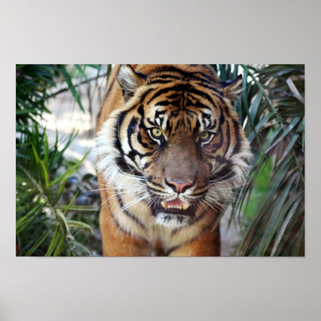 Stalking Tiger Poster (Vorne)