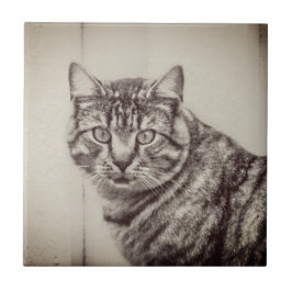 Stall Cat Sepia Brown Animals Keramik Tile Fliese