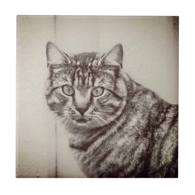 Stall Cat Sepia Brown Animals Keramik Tile Fliese (Vorderseite)