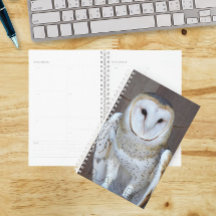 Stall Owl Raptor Foto