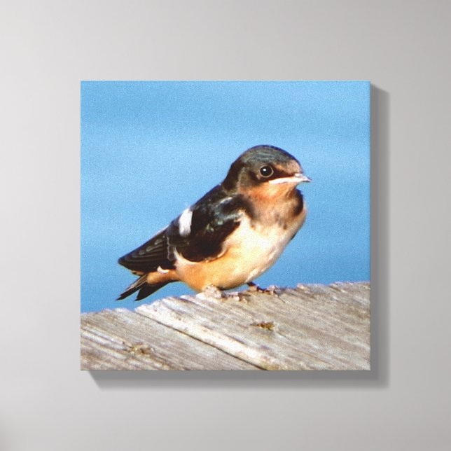 Stall schlucken Leinwand drucken (Vorderseite)