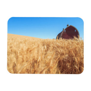 Stall, Sommer Weizenfelder in der Nähe von Sprague Magnet