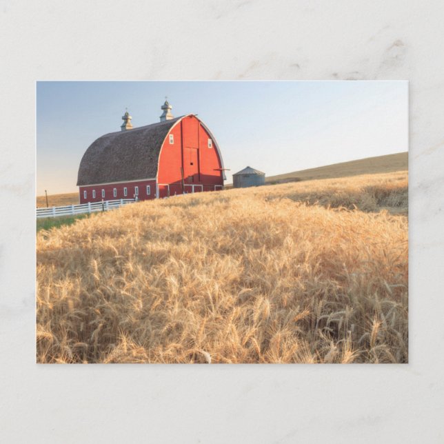 Stall, Sommer Weizenfelder in der Nähe von Sprague Postkarte (Vorderseite)