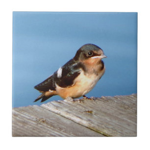 Stall Swallow Fliese