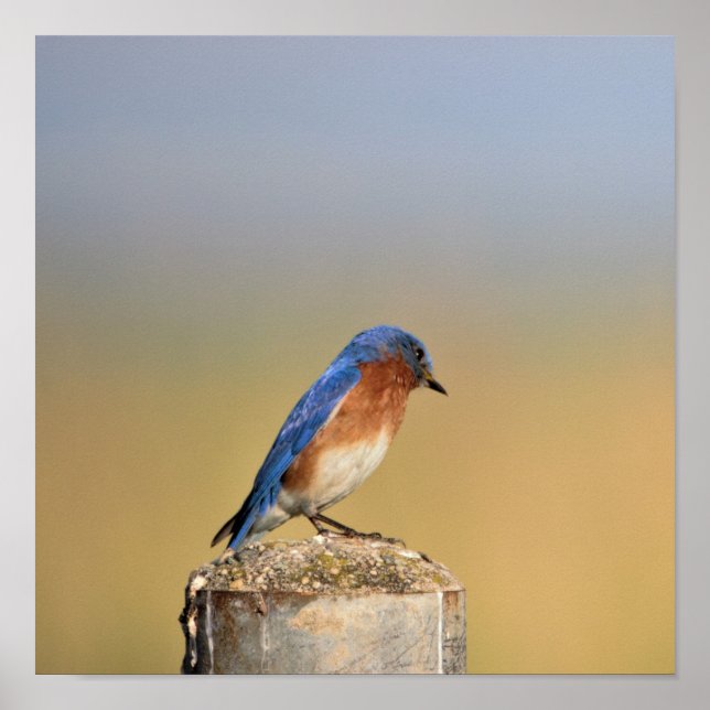 Stall Swallow Poster (Vorne)