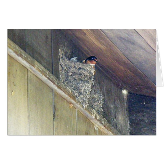 Stall Swallow Serie (Vorderseite (Horizontal))