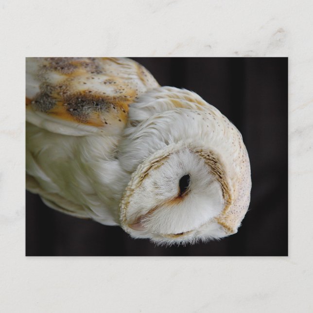 Stallhuhn Postkarte (Vorderseite)