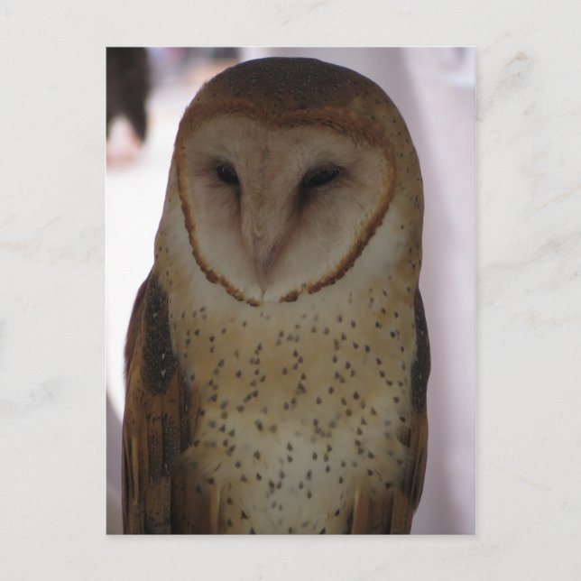 Stallhuhn Postkarte (Vorderseite)