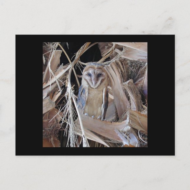 Stallhuhn Postkarte (Vorderseite)