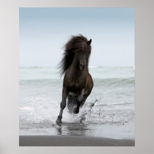 Stallion am Strand   Nordatlantik Poster