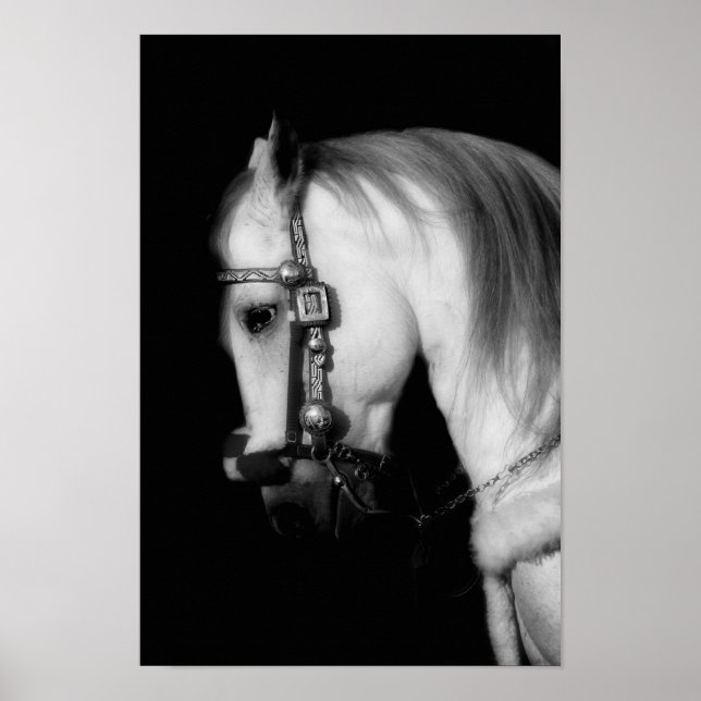 Stallion Poster (Vorne)