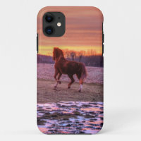 Stallion Running Zuhause bei Sunset auf Ranch
