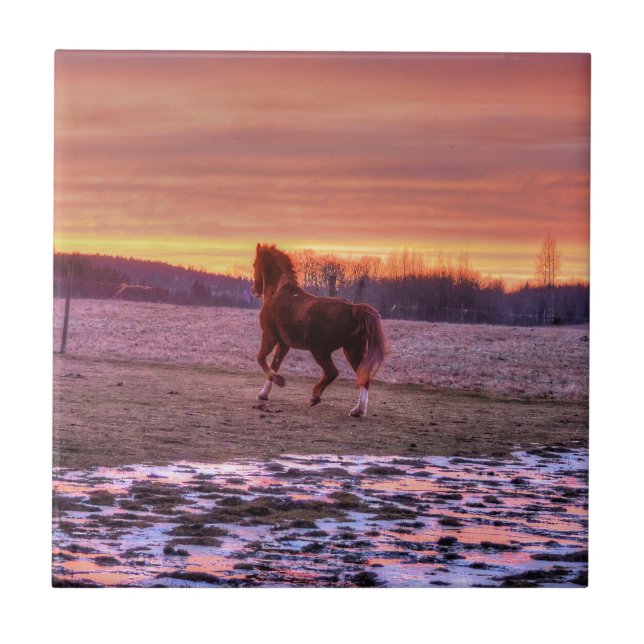 Stallion Running Zuhause bei Sunset auf Ranch Fliese (Vorderseite)