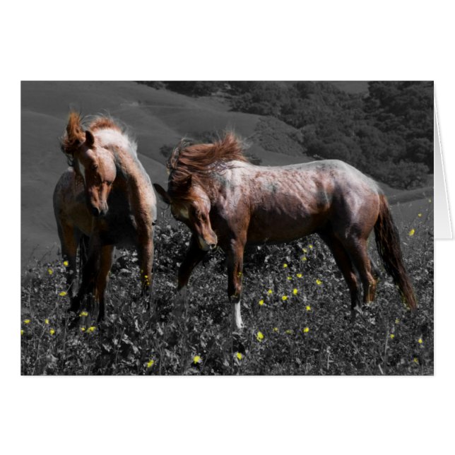 Stallion Spar (Vorderseite (Horizontal))