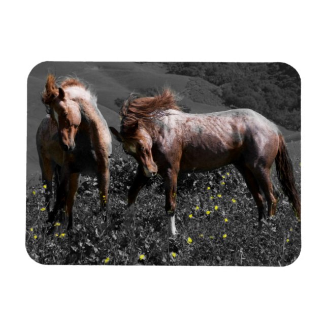Stallion Spar Magnet (Horizontal)