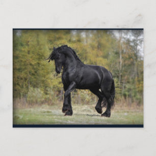 Stallion Strut Postkarte