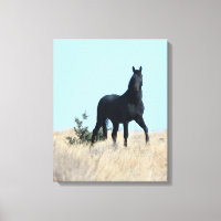 Stallion Voodoo Canvas