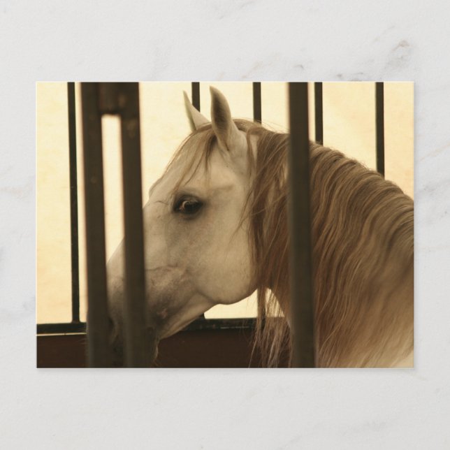 Stallion Watching Postkarte (Vorderseite)