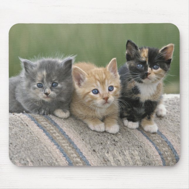 Stallkätzchen auf einer Pferdedecke Mousepad (Vorne)