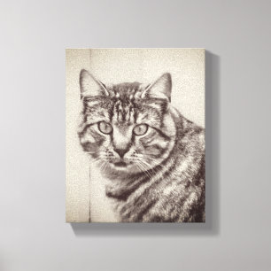 Stallkatzen Landtiere 8 x 10 Leinwanddruck