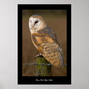 Stallkugel (Tyto alba). Poster