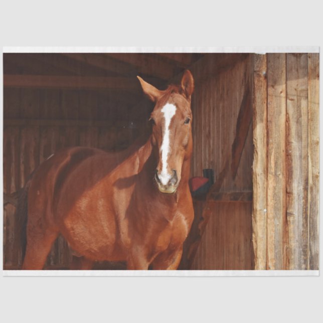 Stallpapier Seidenpapier (Vorderseite)