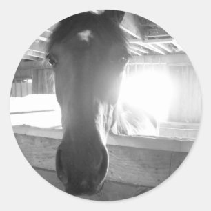 Stallpferd.Schwarzweiß-Fotografie Runder Aufkleber