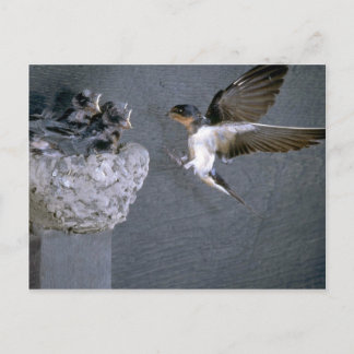 Stallschluch nähert sich Nest Postkarte