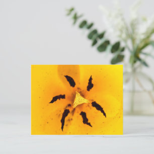 Stamen und Pollen Postkarte