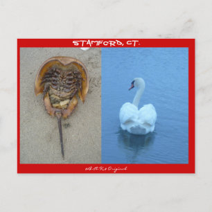 Stamford, CT Postkarte